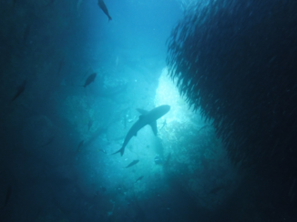 Galápagos eilanden - Daar zwem jij tussen!!!