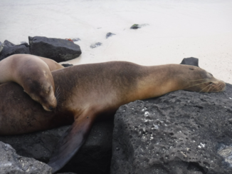 Galápagos eilanden - Ze zijn zo knuffelig