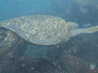 Galápagos eilanden - daarom heet Galapagos Galapagos