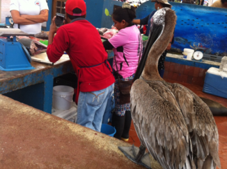 Galápagos eilanden - De altijd leuke visafslag in Puerto Ayora