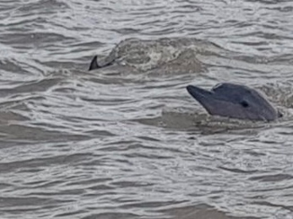 Suriname - Dolfijnen spotten