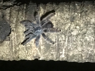 Suriname - Dieren in de jungle!