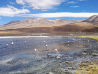 Salar de Uyuni - Flamingo