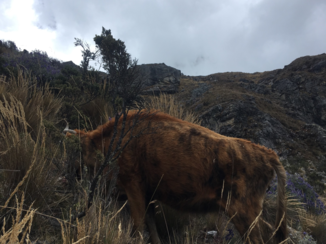 Peru - Tijdens hike in Huaraz, Andes
