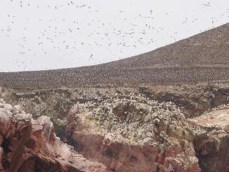 Peru - Paracas