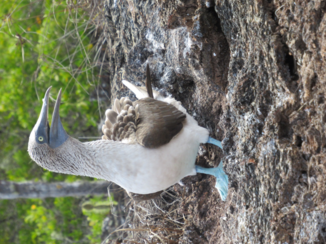 Galápagos eilanden - Bluefoot