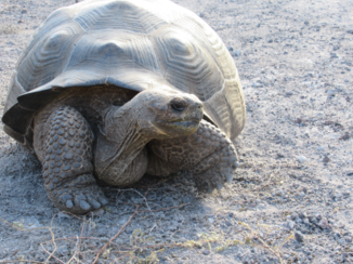 Galápagos eilanden - Schildpadden overal