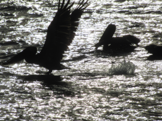 Galápagos eilanden - Pelikaanfeestje