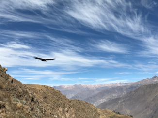 Colca Canyon - Andescondor