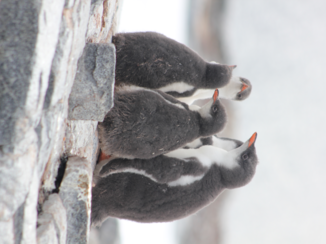 Antarctica - pinguin overleg