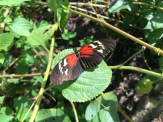 Suriname - Vlindertuin