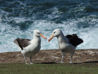 Antarctica - wenkbrauwalbatros