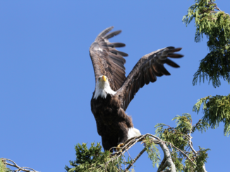 Tioga Tours - Bald Eagle in Toffino Vancouver Island