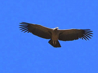 Amazonegebied - Andes Condor
