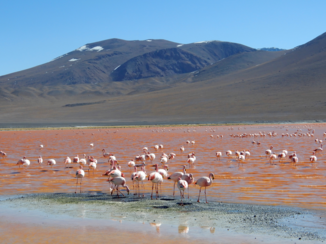 Bolivia - Laguna Colorada