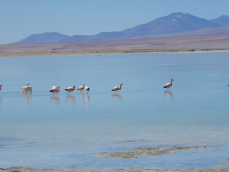 Bolivia - Thermas de Polques