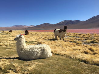 Bolivia - Lama's bij Laguna Colorada