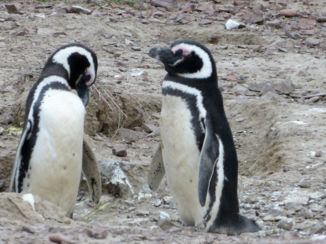 Argentinië - Pinguins