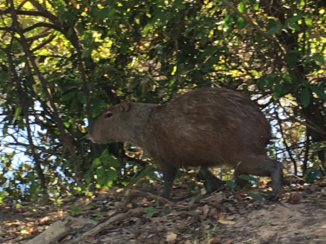 Pantanal - Capibara