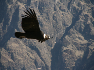 Cusco - Boleto Turistico DEL COLCA
