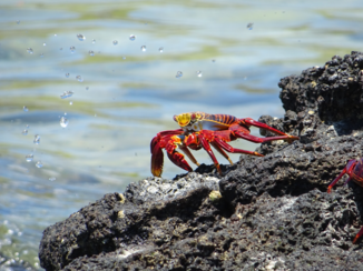 Galápagos eilanden - Saly lightfoot crab