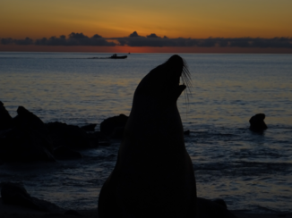 Galápagos eilanden - Zeeleeuw bij zonsondergang