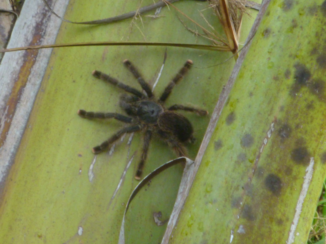 Amazonegebied - tarantula