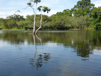 Amazonegebied - Práchtige weerspiegeling in rimpeloos water !