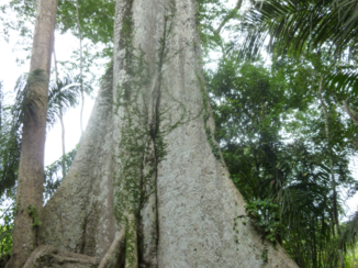Amazonegebied - Een boompje