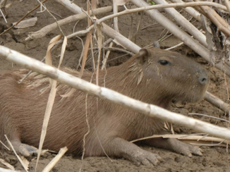 Peru - Capibara in National Park Manu