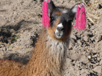 Peru - Lama