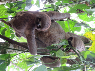 Iquitos - Sloths