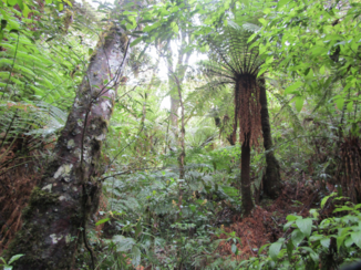 Bolivia - Cloud forest