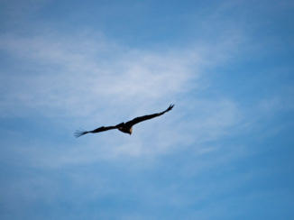 El Chaltén - Prachtige condor