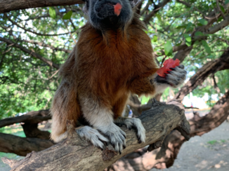 Colombia - Monkey