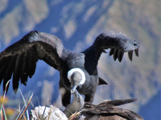Peru - Canon del Colca, Cruz del Condor