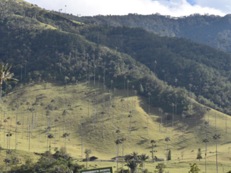 Colombia - Valle de Cocora