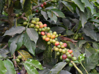 Colombia - Koffiebonen