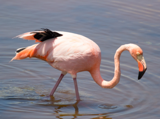 Ecuador - Flamingo op de galapagos eilanden.