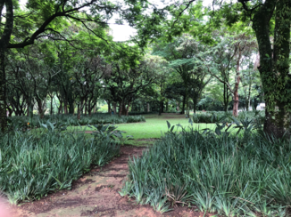Sao Paulo - Ibaquera parque