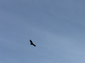 Peru - Andean Condor