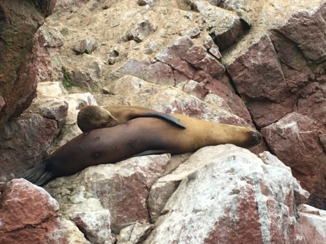 Peru - Ballatas Island