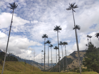 Colombia - Wax palm treas
