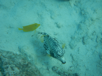 Tui - Onderwaterwereld van Curaçao