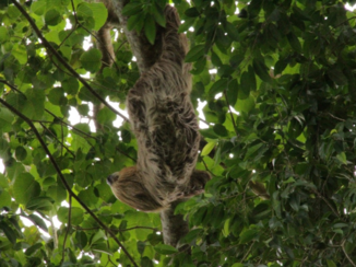 Rondreis Palumeu en Awarradam - Twee vingerige luiaard