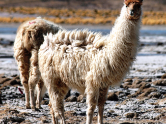 Bolivia - Lama