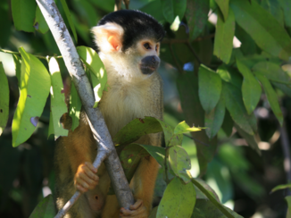 Bolivia - In de jungle bij Rurrenabaque